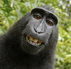 Portrait of a female Macaca nigra (Celebes crested macaque) in North Sulawesi, Indonesia, who triggered photographer David Slater&#39;s camera.